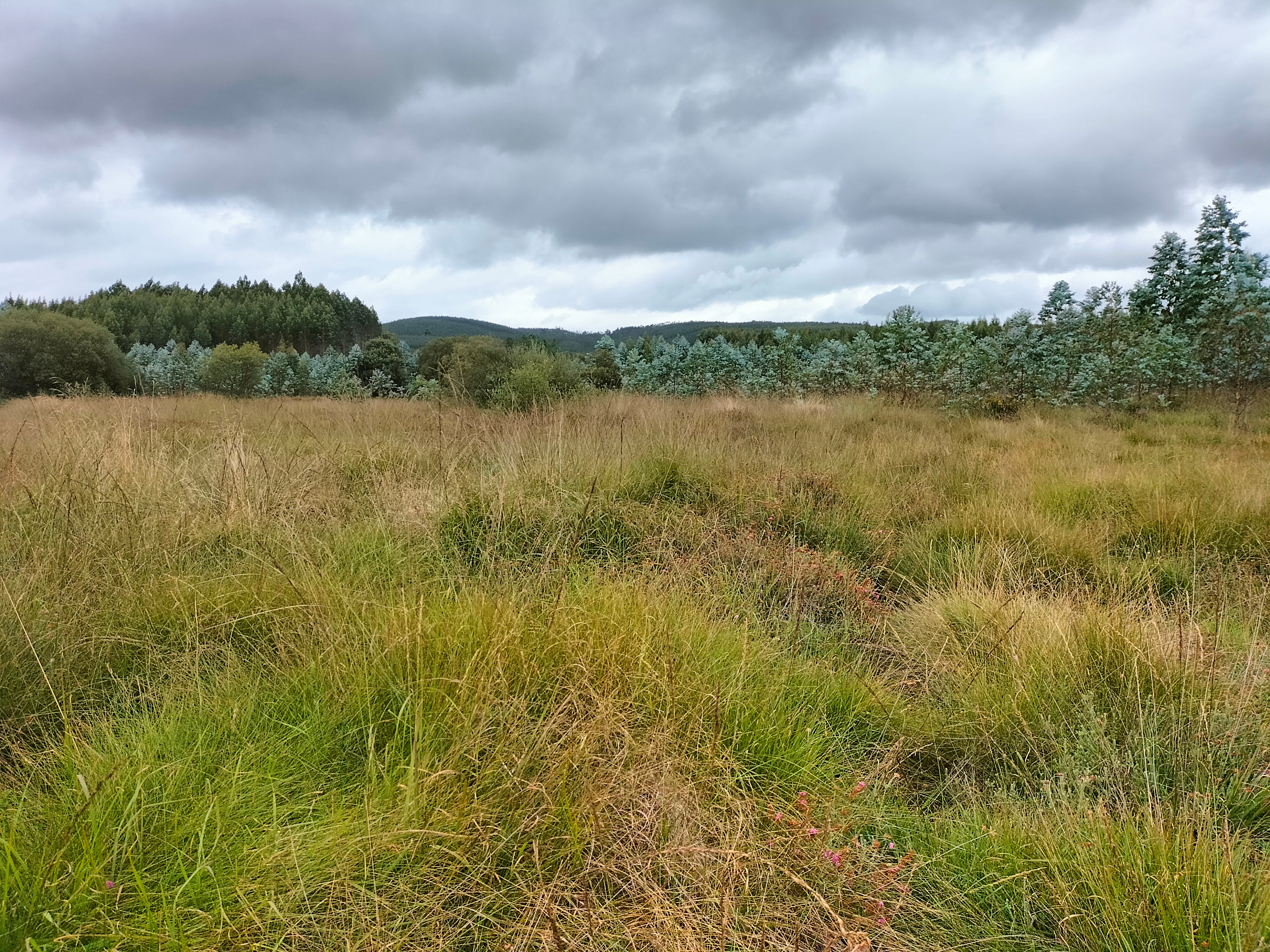 Figura 3. Plantación de Eucalyptus nitens que amenaza al complejo brezal-turbera donde se encuentra la nueva población de Erica mackayana.