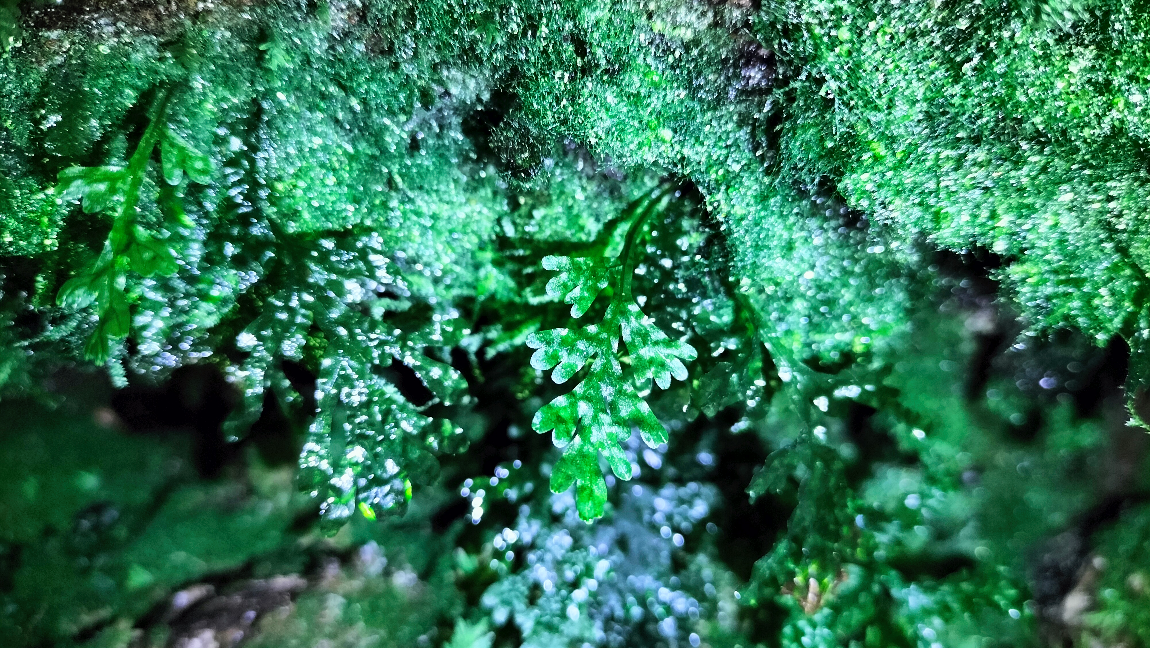 Figura 4. Fotografía en la que se muestran las generaciones esporofítica y gametofítica que conforman la población de Vandenboschia speciosa en el Rego Barcés.