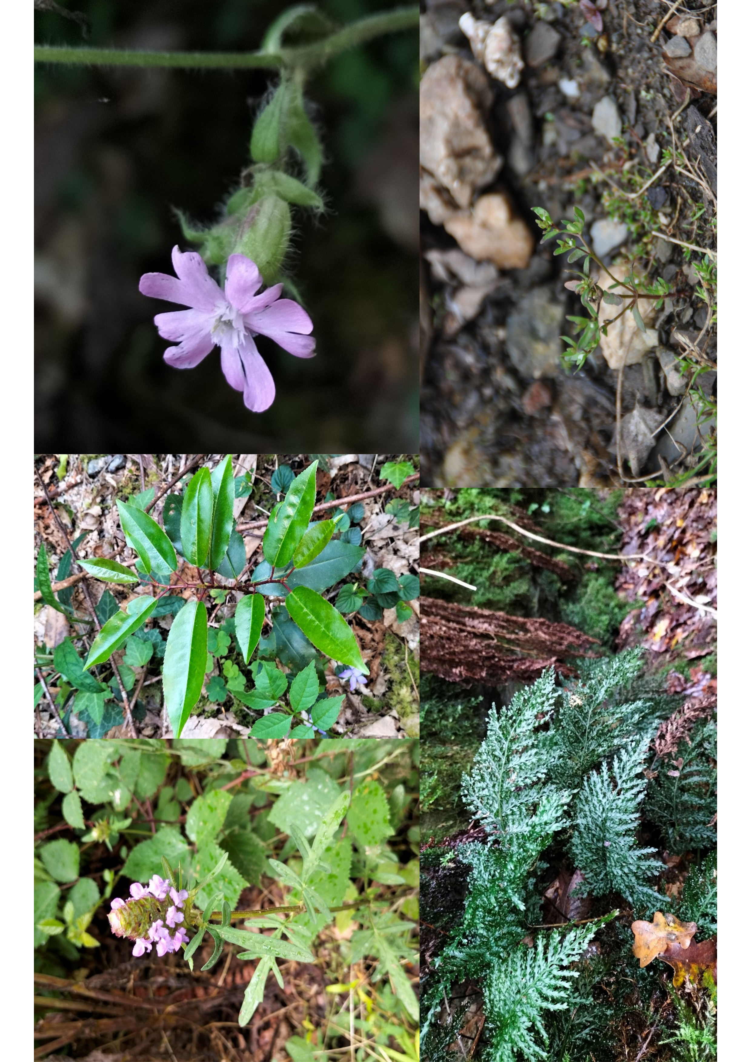 Figura 5. Fotografías de algunas de las poblaciones citadas en este trabajo. A. Prunella cf. laciniata, B. Prunus lusitanica, C. Silene x hampeana, D. Vandenboschia speciosa y E. Veronica peregrina.