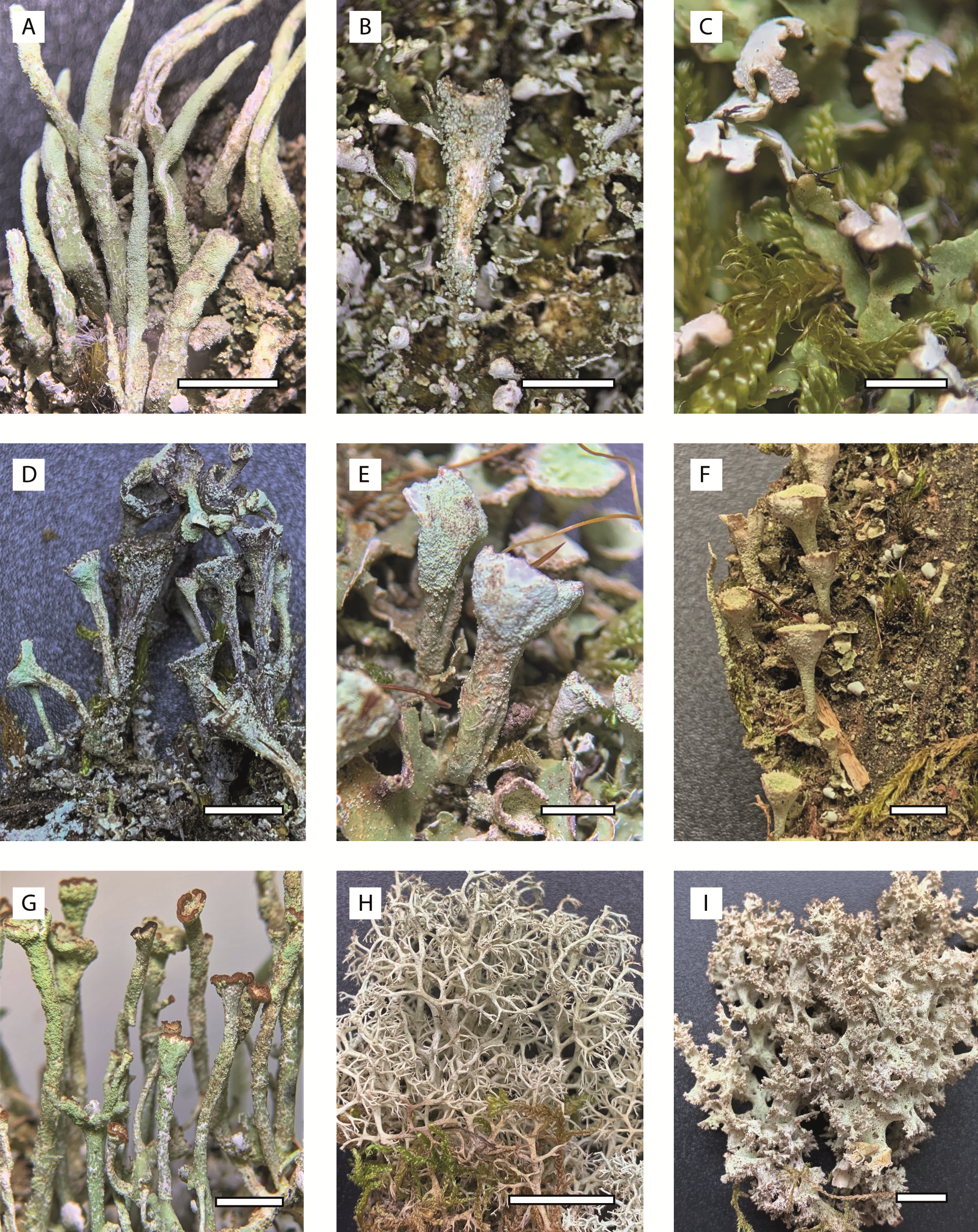 Figure 1. A, Cladonia cornuta; B, C. cyathomorpha; C, C. cervicornis; D, C. homosekikaica; E-F, C. humilis; G, C. ochrochlora; H-I, C. portentosa. Scales: 5 mm.