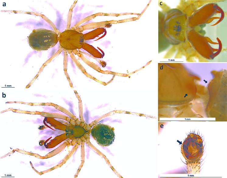 Fig. 2. Adult male of Enoplognatha mandibularis captured in Redondela. a. Dorsal view. b. Ventral view. c. Frontal view. d. Stridulatory organ; black arrows pointing to the stridulatory ridges on the posterior part of the carapace and the stridulatory picks on the anterodorsal part of the opisthosoma. e. Ventral view of the copulatory bulb; black arrow pointing the basal tubercle on the radix.