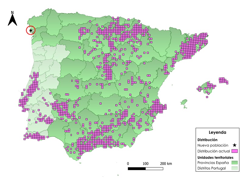 Fig. 1. Mapa de distribución de O. lutea en la Península Ibérica con la nueva población indicada. Datos obtenidos de RAMOS-GUTIÉRREZ et al., (2021) y iNaturalist.