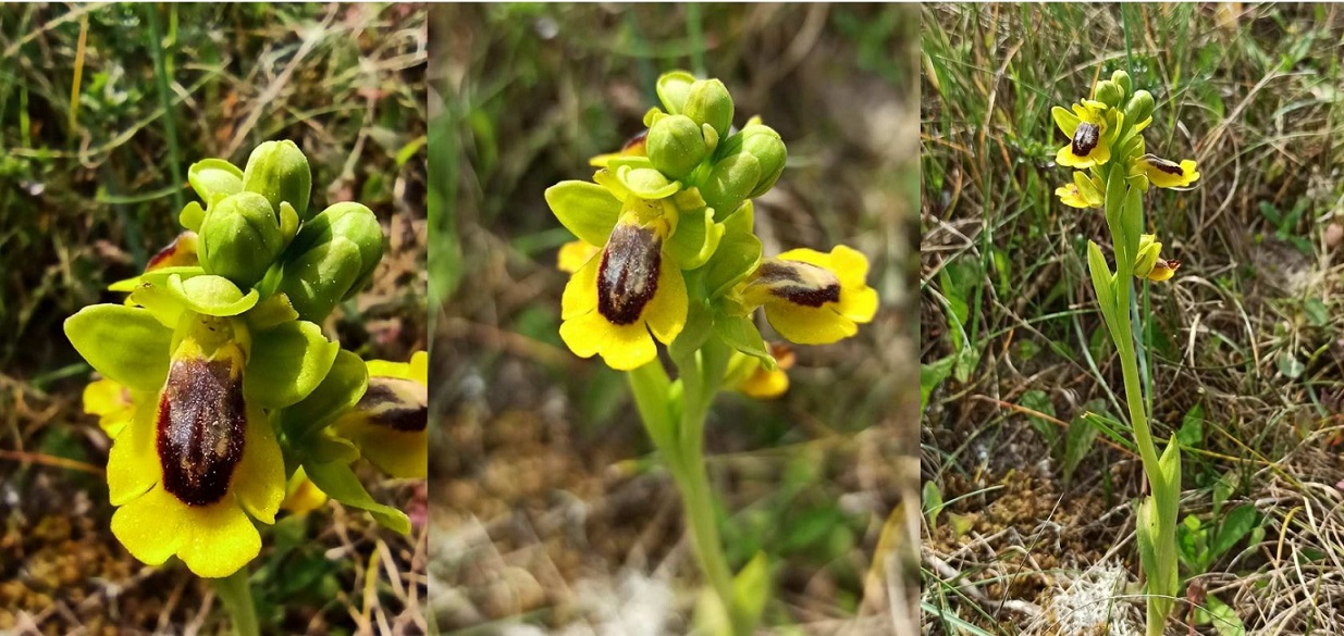 Fig. 2. Detalle de las flores y del hábitat de O. lutea de Porto do Son (A Coruña, España).