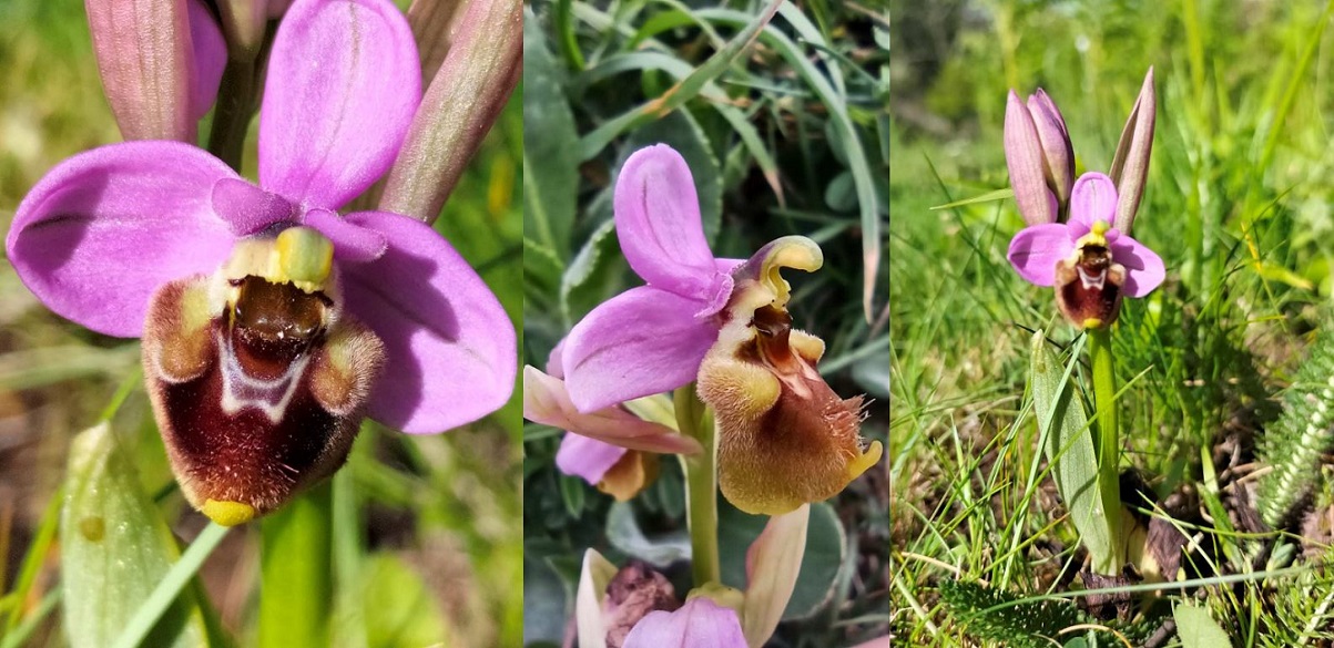 Fig. 4. Detalle de las flores y del hábitat de O. tenthredinifera de Viana do Bolo (Ourense, España). Datos obtenidos de RAMOS-GUTIÉRREZ et al., (2021) y iNaturalist.